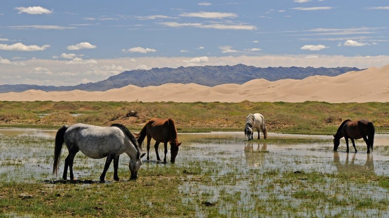 Mongolian Horses